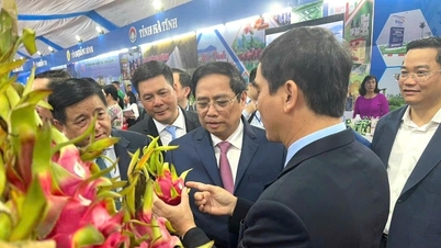 Lam Dong standardizes dragon fruit production process