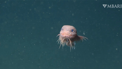 太平洋で3種の新種のクサウオが発見される