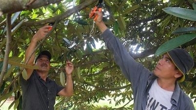 Turn tens of thousands of hectares of barren land into orchards
