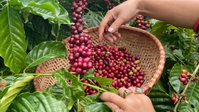 Giá nông sản ngày 15/9/2025: Cà phê, hồ tiêu duy trì ổn định ở mức cao