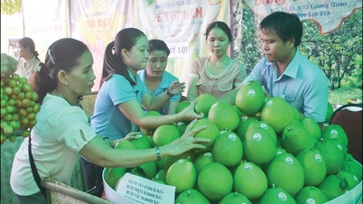 Zbuduj kanały promocyjne i konsumpcyjne dla pomelo