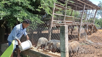 Người dân chủ động phòng, chống dịch bệnh trong chăn nuôi