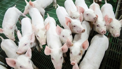 A Hoa Phat Agriculture hivatalosan benyújtotta a tőzsdei bevezetéshez szükséges dokumentumokat.