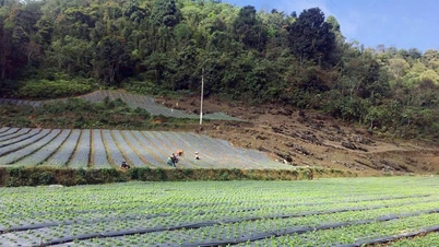 Lào Cai chuyển dịch từ sản xuất lâm nghiệp sang phát triển kinh tế lâm nghiệp