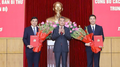 Das Politbüro und das Sekretariat haben den Genossen Nguyen Hoai Anh zum stellvertretenden Sekretär des Parteikomitees der Provinz Thanh Hoa ernannt.