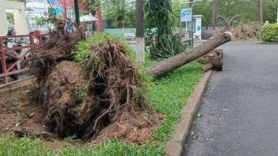 Na de regen vielen overal bomen om in Binh Phu Park.