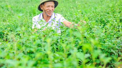 סיכויים של Solanum procumbens באדמת Bac Thanh Mien