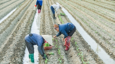 Bustling early winter crop in West Hai Phong