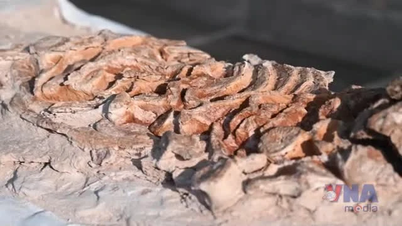 Peru onthult prehistorische dolfijnfossielen, daterend van 8 tot 12 miljoen jaar geleden