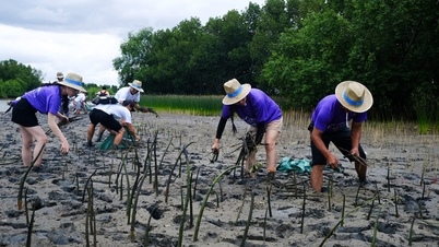 Planting 11,500 mangrove trees, joining hands to restore Thi Nai lagoon mangrove forest