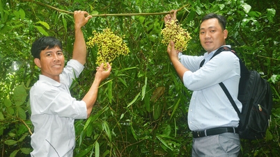 ទំពាំងបាយជូព្រៃ