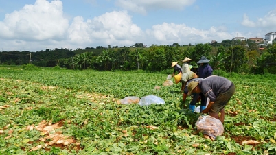 Nông dân nhiều xã phía Tây Lâm Đồng “thua” vụ hè thu