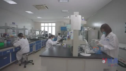 African swine fever vaccine enhances Vietnam's agricultural position