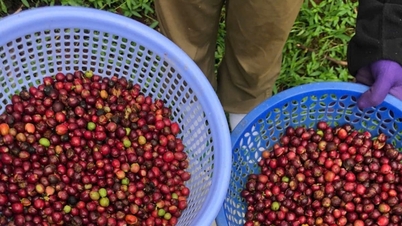 Coffee prices slightly decreased, many businesses temporarily suspended transactions to reduce risks
