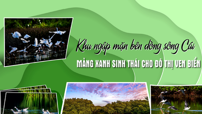 Mangrove area along Cai River - Green ecological space for coastal urban areas