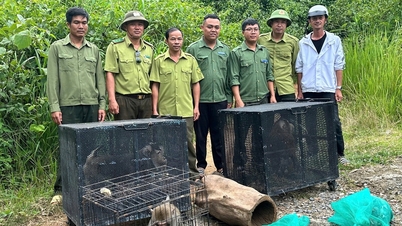 Thả 6 loài động vật hoang dã về rừng Chư Yang Sin