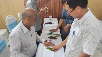 Amélioration des connaissances techniques sur la culture du durian pour 60 agents de vulgarisation agricole et coopératives
