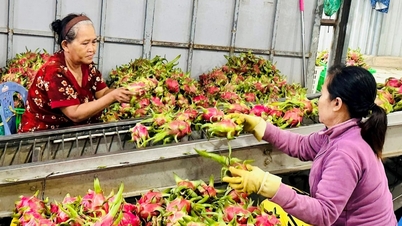 “Quả ngọt” thanh long khi phòng trừ sâu bệnh mùa mưa