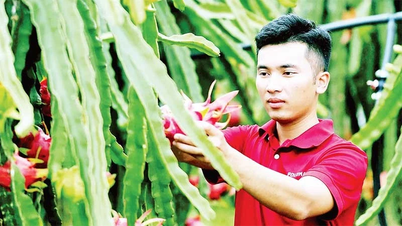 Tiềm năng cây ăn quả chủ lực ở trung du và miền núi phía bắc