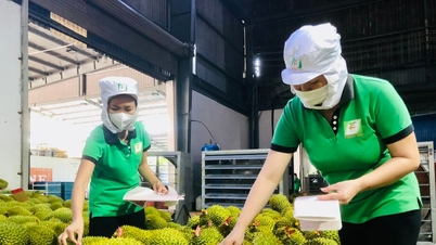 Durian price today September 19: Export sets record