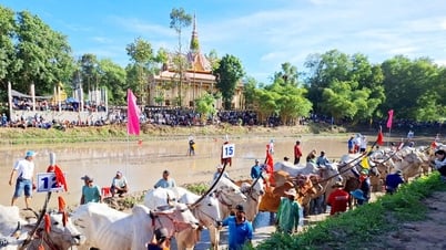 Về chùa Rô xem hội đua bò