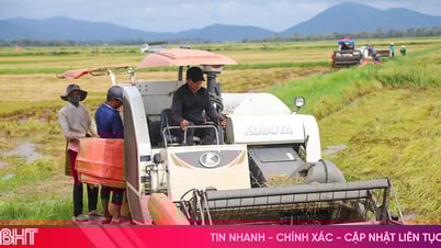 Nông dân Hà Tĩnh "gác lễ", xuống đồng thu hoạch lúa hè thu