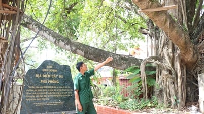 ទស្សនាវត្ថុបុរាណនៃដើមចេកនៅផ្លូវផុង