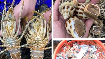 Harga makanan laut naik, permintaan tinggi saat liburan, nelayan Nghe An bersemangat melaut