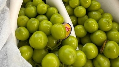 Một loại trái cây “quý tộc” của Trung Quốc rớt giá còn hơn 10.000 đồng/kg