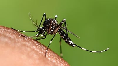 Why do some people get bitten by mosquitoes more than others?