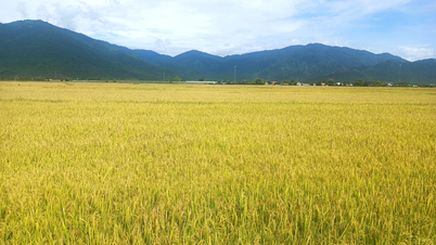 Die Gemeinde Van Ninh steuert die Pflanzenproduktion im Jahr 2025