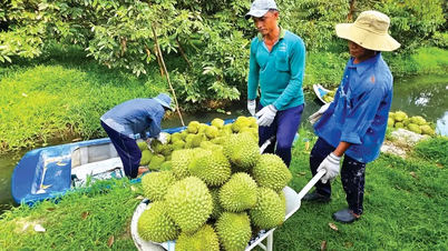 Estandarización de la producción de durian para lograr calidad de exportación