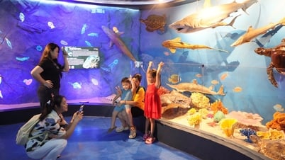 海洋博物館が無料展示エリア「神秘の海」をオープン