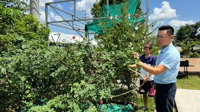 The desire to get rich from agriculture of a young man from Tien land
