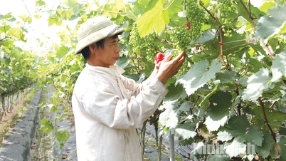 Produire une agriculture verte, sûre, moderne et durable