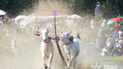An Giang: Unique Bay Nui Bull Racing Festival