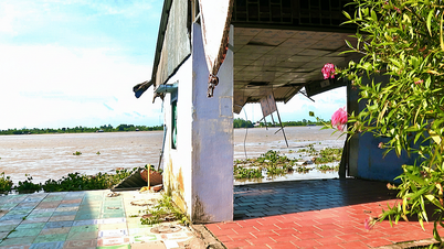Sạt lở bờ sông Tiền khiến 2 căn nhà sụp xuống sông