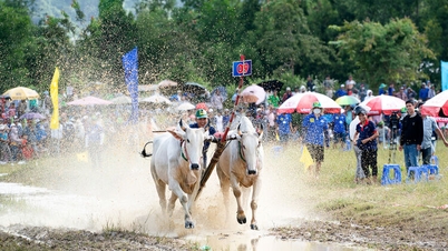 Đôi bò của ông Chau Khon đoạt giải nhất Hội Đua bò Bảy Núi tranh cúp truyền hình An Giang lần thứ 30 năm 2025