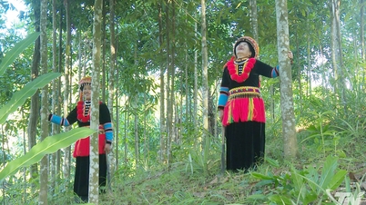 ប្រជាជន Dao Tan Thanh ផ្លាស់ប្តូរដោយអរគុណដល់ដើមឈើ cinnamon