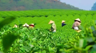 ហាន់ឡាំ ទឹកដីព្រំដែនពោរពេញដោយជីវិតថ្មី...