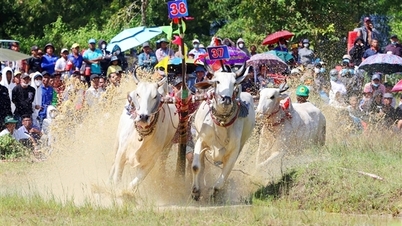 Pertandingan dramatik di Festival Lumba Lembu Lembu Bay Nui di An Giang