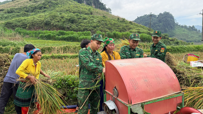 Giúp nhân dân vùng biên Tuyên Quang thu hoạch lúa