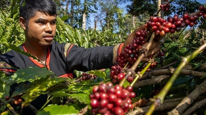 Agricultural product prices on September 22, 2025: Coffee and pepper remain unchanged