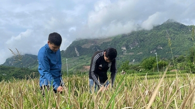 Beberapa cadangan apabila menggunakan racun perosak untuk mencegah dan mengawal organisma berbahaya kepada tanaman