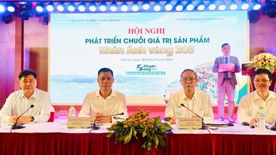 Menjangkakan musim longan 'emas' di tanah tinggi Son La