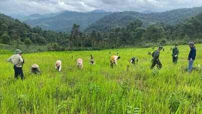 Tinjauan tapak penanaman kopi di Muong Leo - Hala tuju baharu untuk pembangunan ekonomi di kawasan sempadan