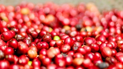 Kaffepriset idag 22 september: "Svart guld stannar", brasilianskt regn, amerikansk räkning och nya signaler
