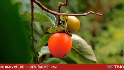 រដូវ Persimmon នៅលើខ្ពង់រាប Lam Vien