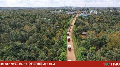 Сильний аромат дуріана Дак Лак