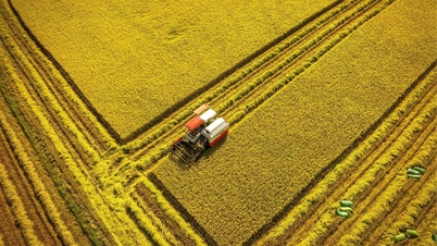 Kota Ho Chi Minh: Turis berbondong-bondong ke sawah An Nhut untuk mengambil foto-foto indah